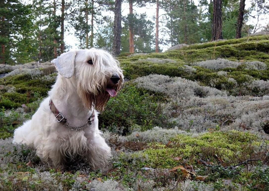 #37. Sealyham terrier